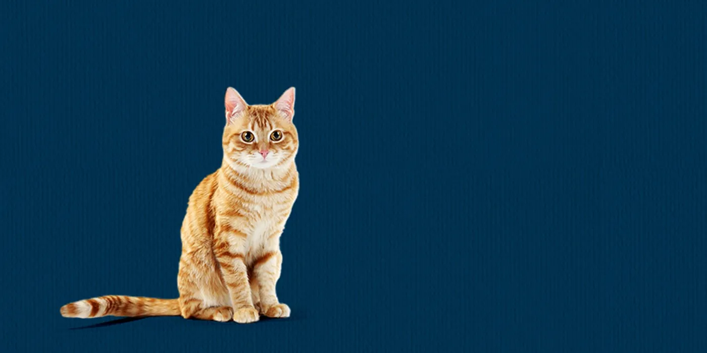 An orange tabby cat sitting against a navy blue background